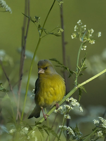 Viherpeippo, European Greenfinch, Carduelis chloris
